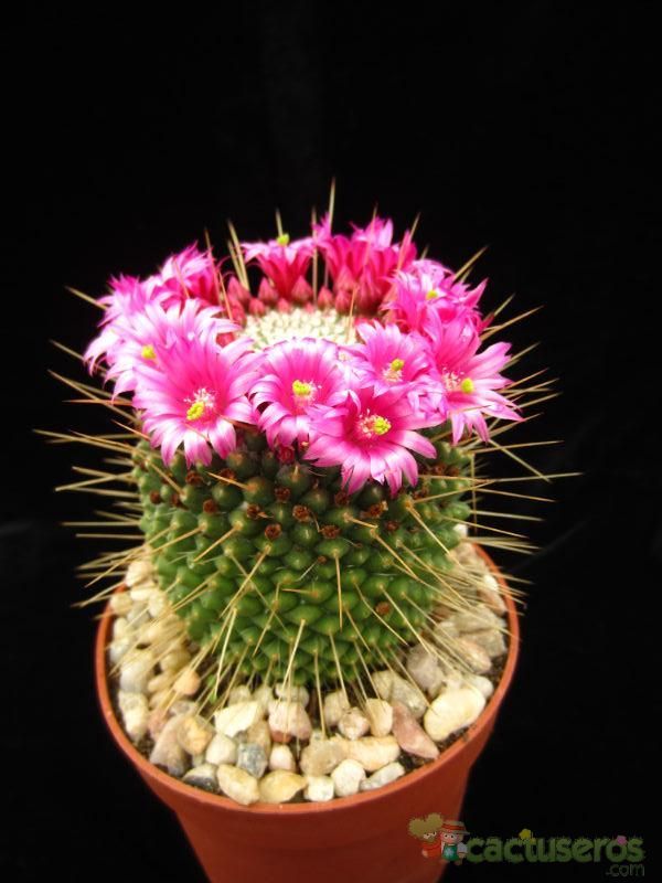 A photo of Mammillaria spinosissima fma. unpico