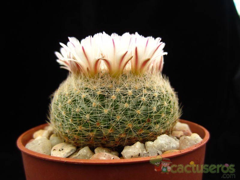 Una foto de Mammillaria lenta