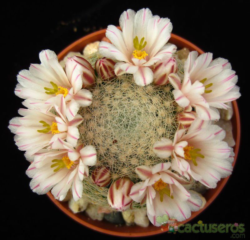 Una foto de Mammillaria lenta