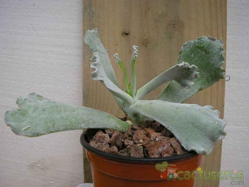 A photo of Cotyledon orbiculata var. undulata