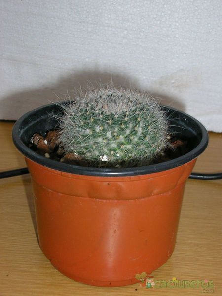 A photo of Mammillaria hahniana
