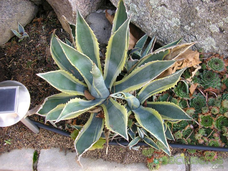 A photo of Agave americana var. marginata