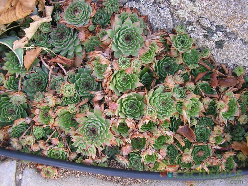 A photo of Sempervivum tectorum