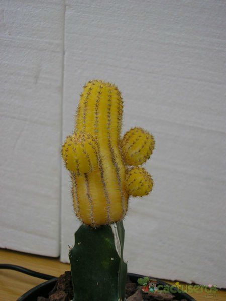 Una foto de Echinopsis chamaecereus (injertado)