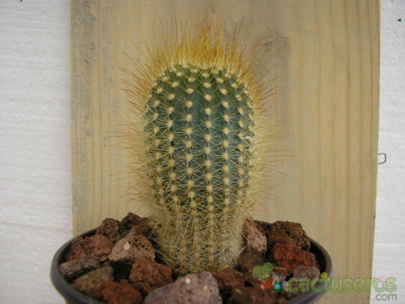 A photo of Micranthocereus estevesii