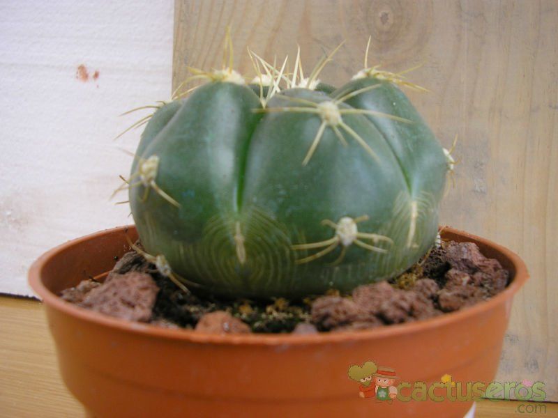 A photo of Gymnocalycium horstii