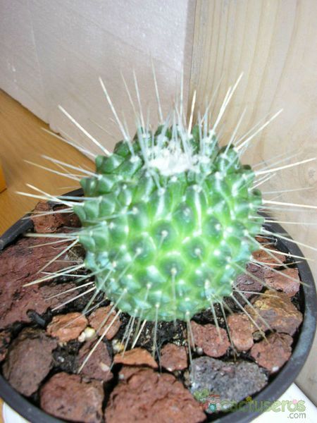 A photo of Mammillaria spinosissima fma. unpico