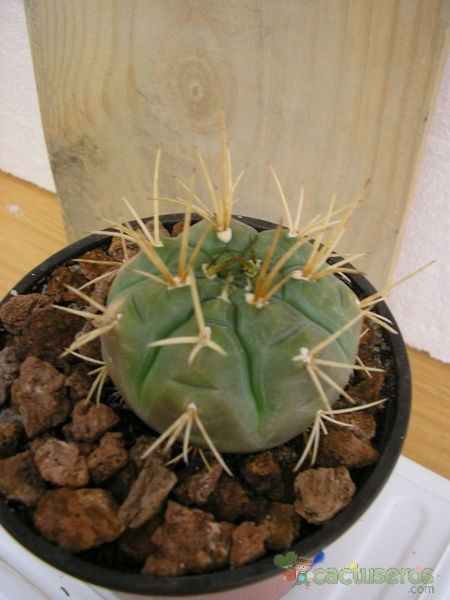 Una foto de Gymnocalycium eurypleurum