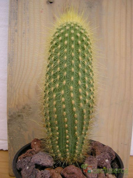 Una foto de Micranthocereus estevesii