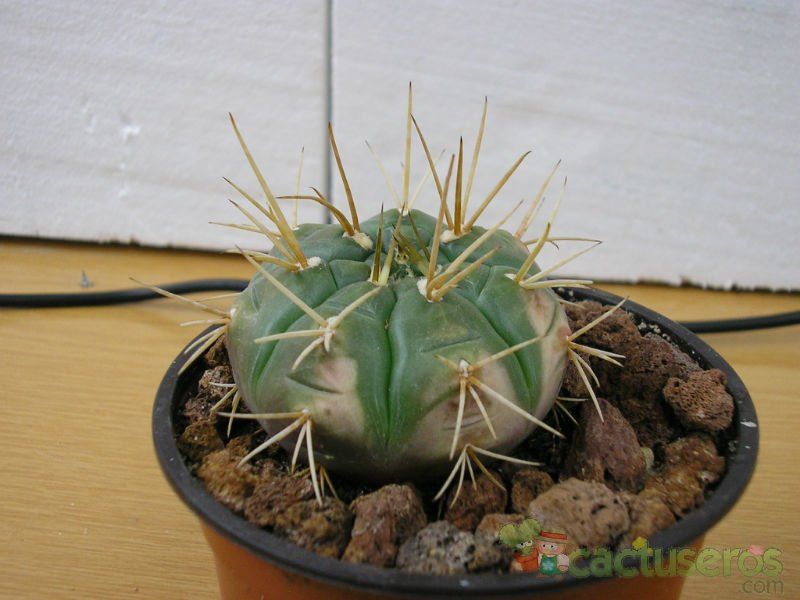 Una foto de Gymnocalycium eurypleurum