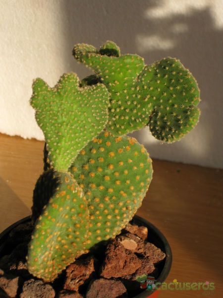 Una foto de Opuntia microdasys fma. crestada