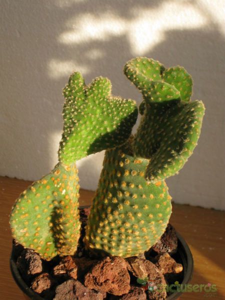 Una foto de Opuntia microdasys fma. crestada