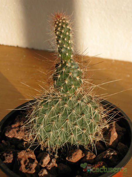A photo of Opuntia polyacantha