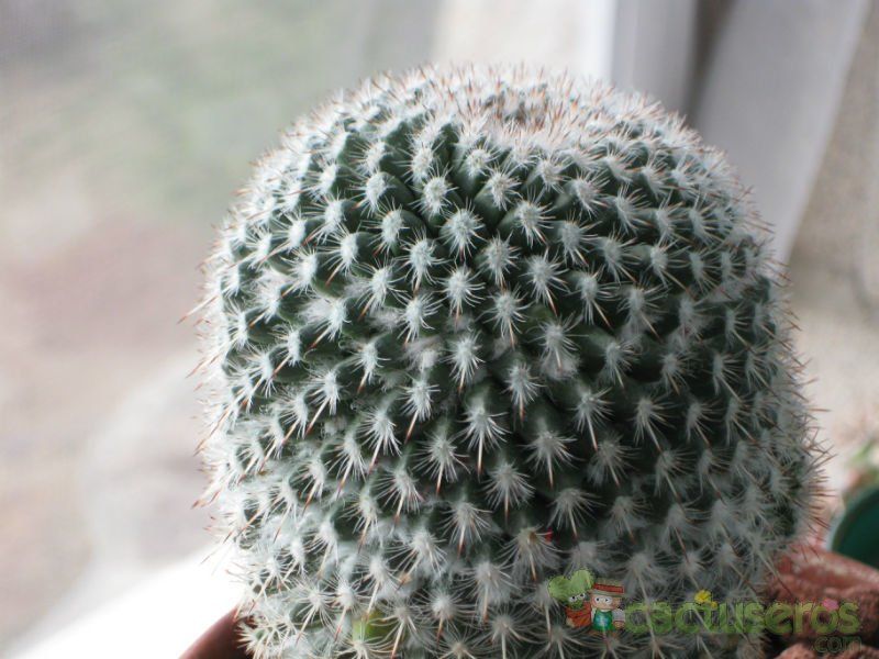 Una foto de Mammillaria albilanata ssp. albilanata