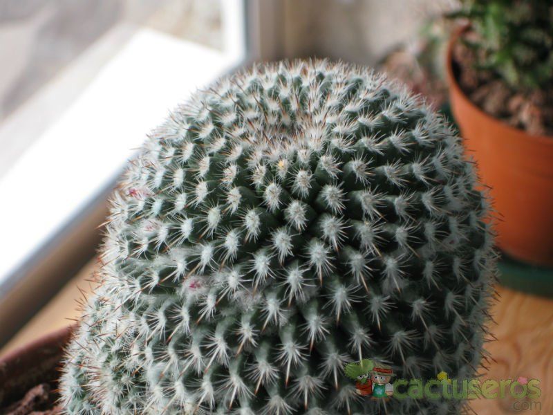 Una foto de Mammillaria albilanata ssp. albilanata