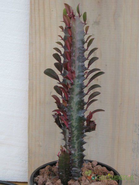 A photo of Euphorbia trigona var. rubra