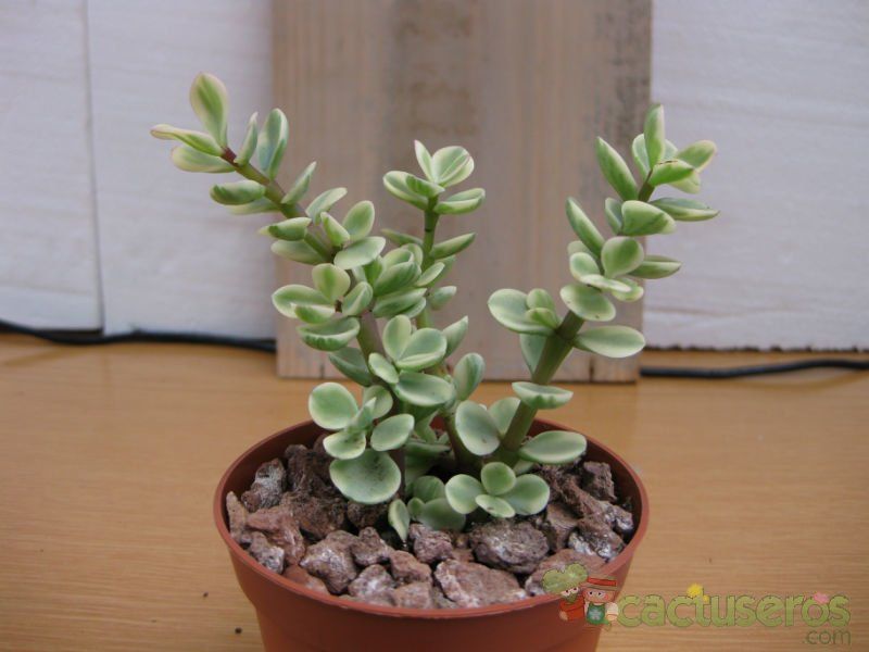 Una foto de Portulacaria afra fma. variegada