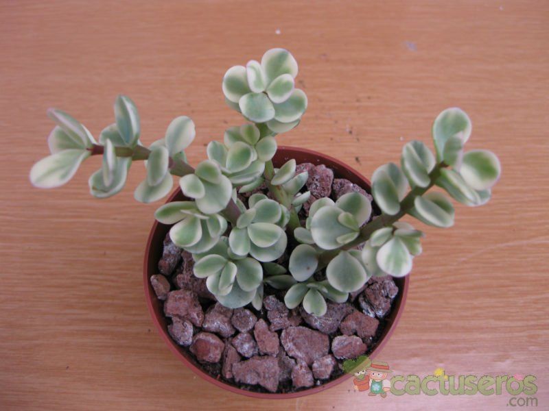Una foto de Portulacaria afra fma. variegada