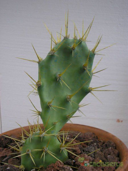 A photo of Opuntia dillenii