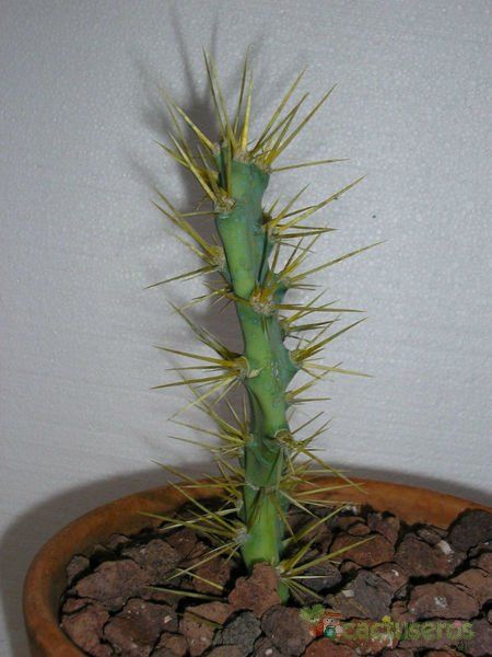 A photo of Opuntia dillenii