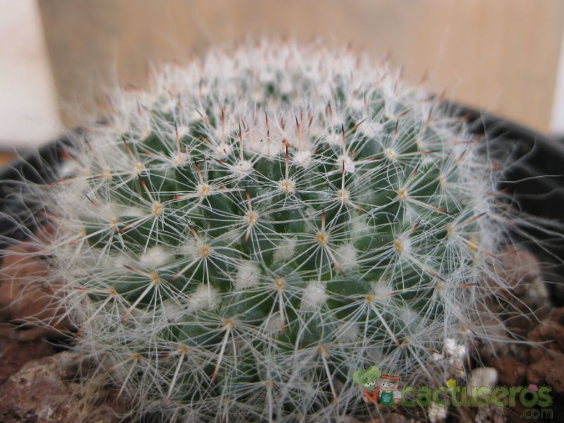 A photo of Mammillaria hahniana