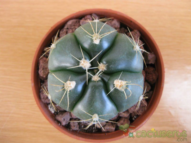A photo of Gymnocalycium horstii