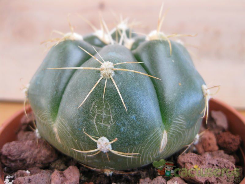 A photo of Gymnocalycium horstii