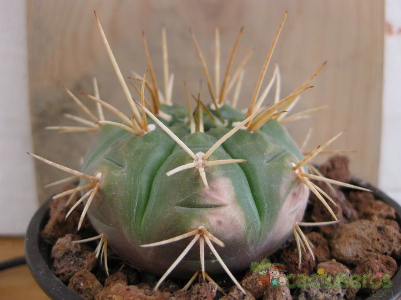 Una foto de Gymnocalycium eurypleurum