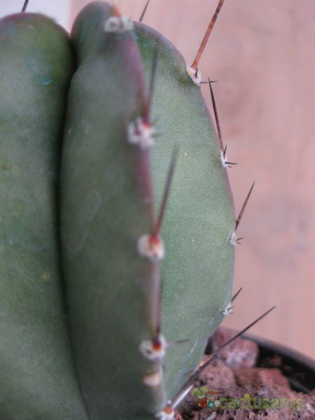 Una foto de Armatocereus rauhii subsp. balsasensis 