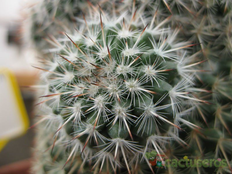 Una foto de Mammillaria albilanata ssp. albilanata