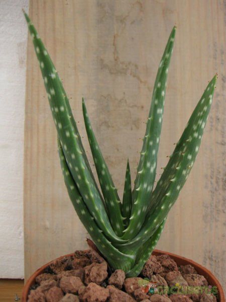 A photo of Aloe gariepensis