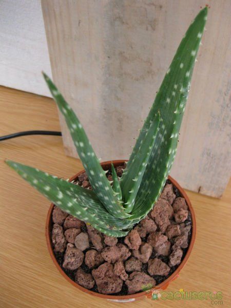 A photo of Aloe gariepensis