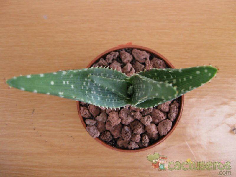 A photo of Aloe gariepensis