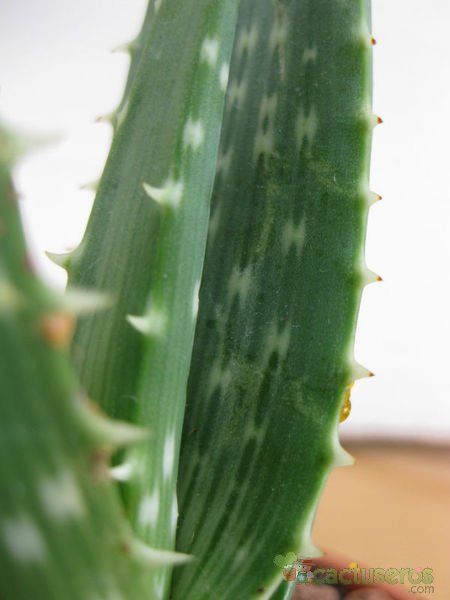 A photo of Aloe gariepensis