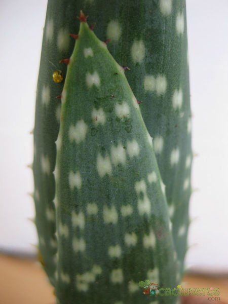 A photo of Aloe gariepensis