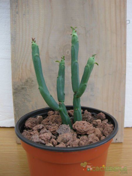 Una foto de Euphorbia pteroneura