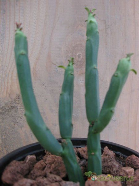 Una foto de Euphorbia pteroneura