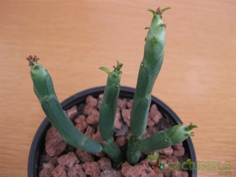 Una foto de Euphorbia pteroneura