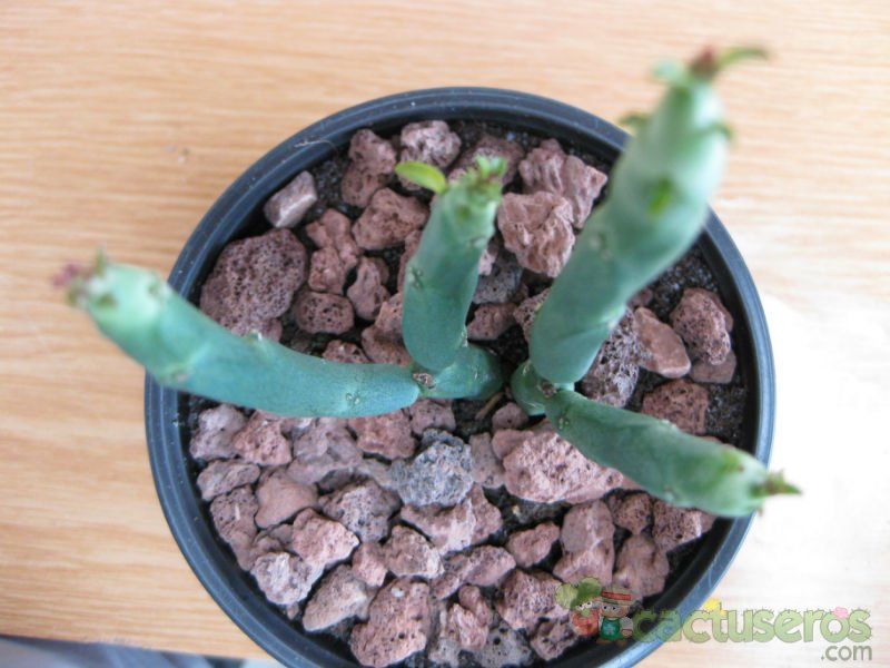Una foto de Euphorbia pteroneura