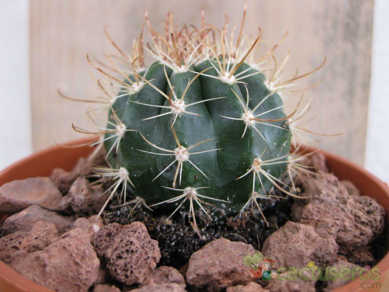 Una foto de Coleocephalocereus goebelianus
