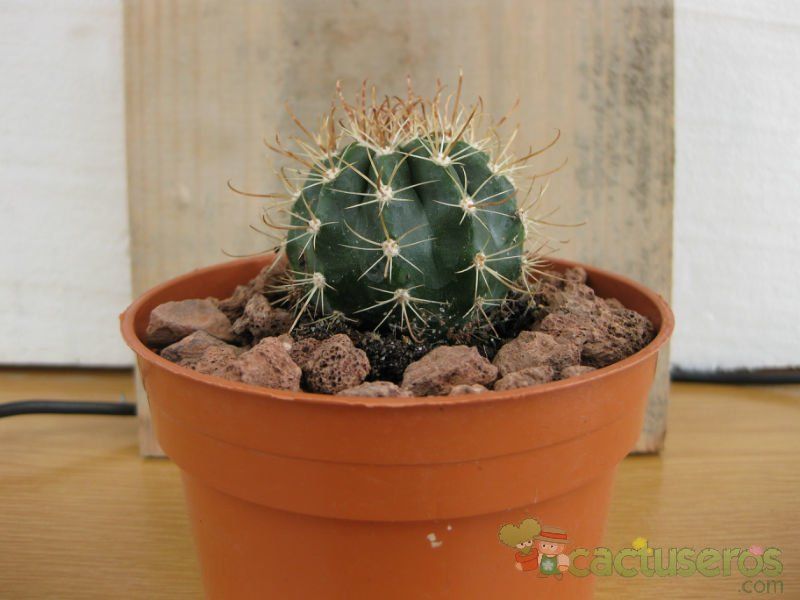 Una foto de Coleocephalocereus goebelianus