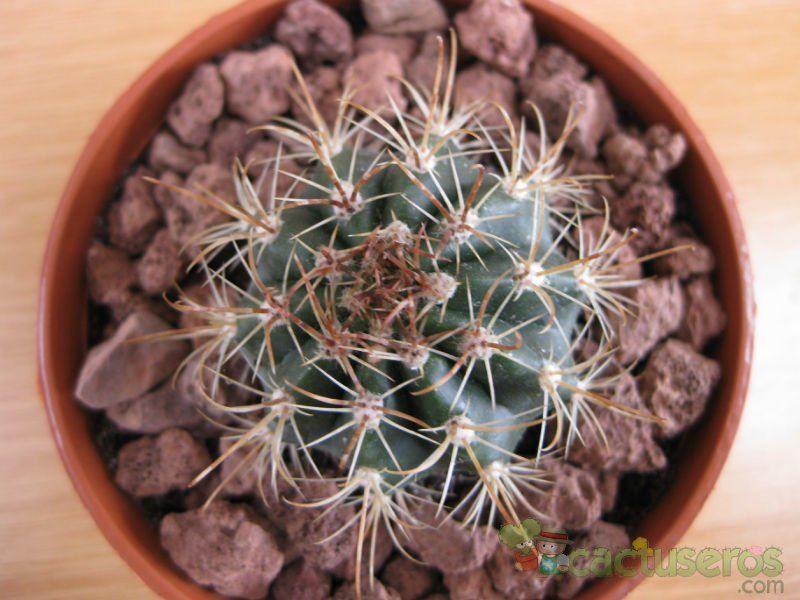 Una foto de Coleocephalocereus goebelianus