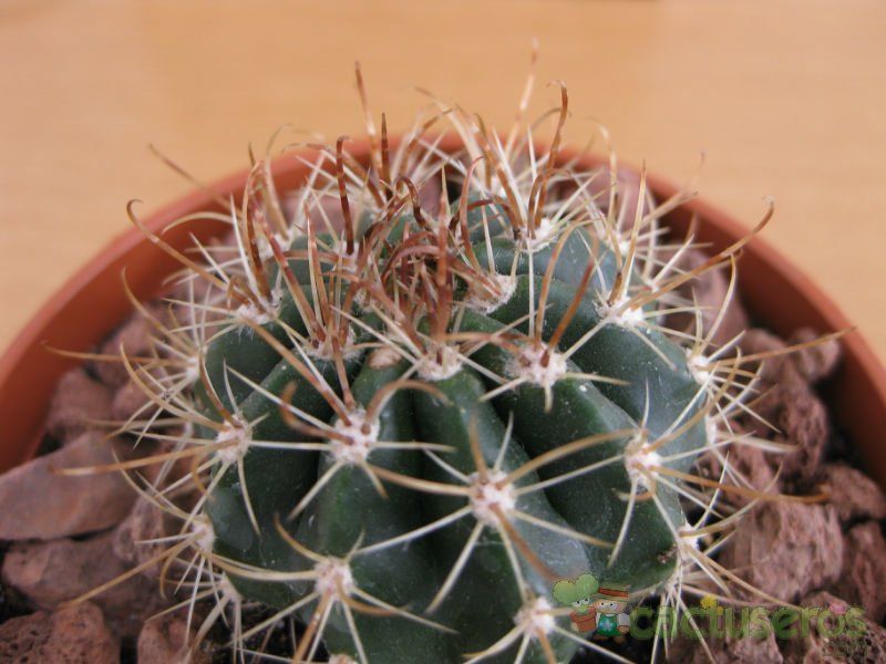 Una foto de Coleocephalocereus goebelianus