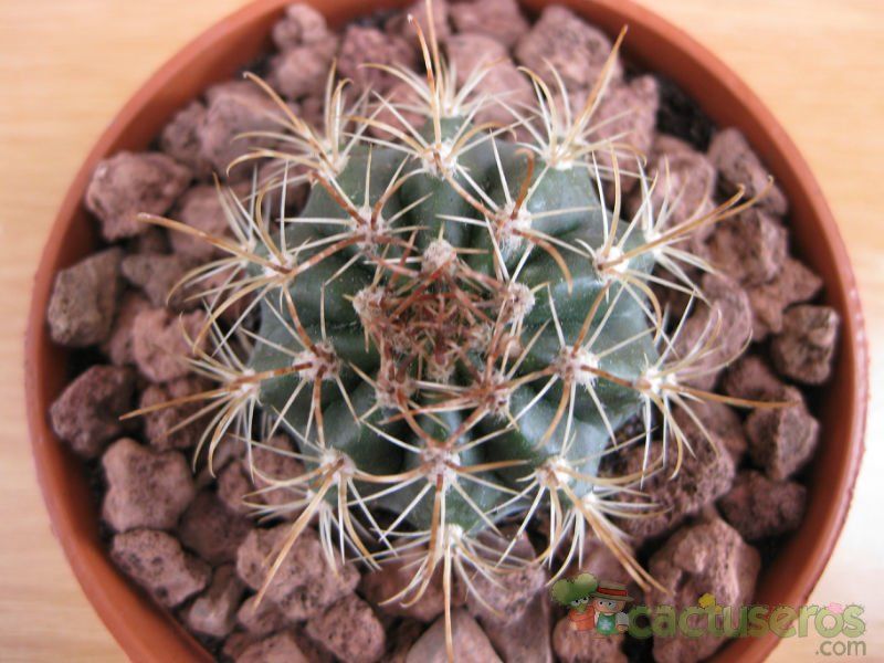 Una foto de Coleocephalocereus goebelianus