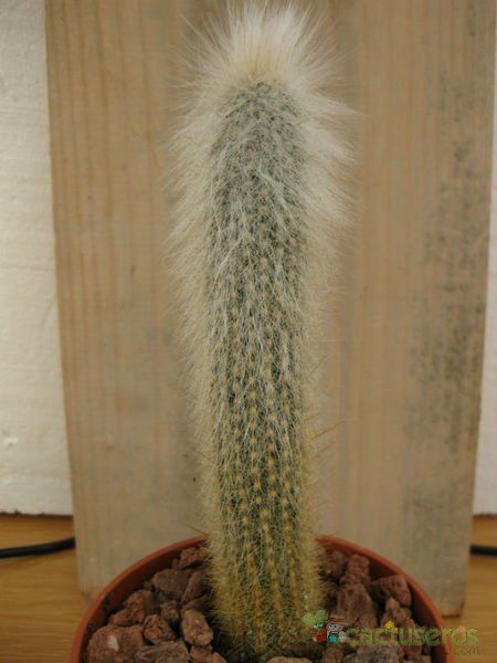 A photo of Cleistocactus hyalacanthus