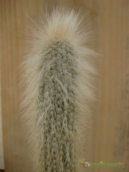 A photo of Cleistocactus hyalacanthus