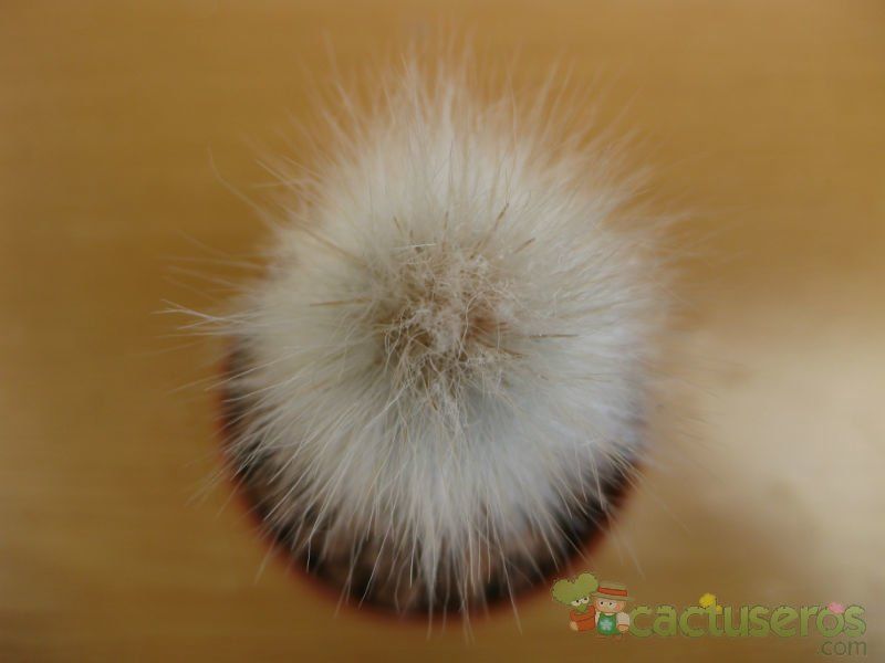 A photo of Cleistocactus hyalacanthus