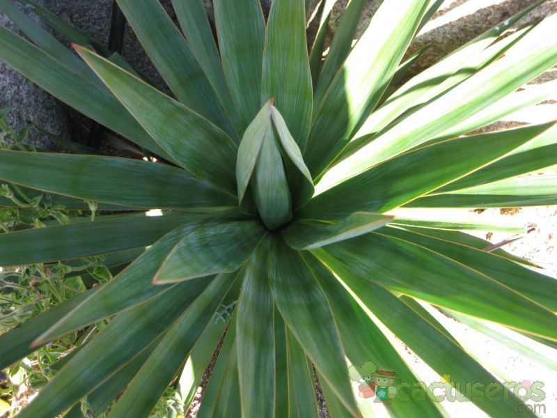 A photo of Yucca gloriosa