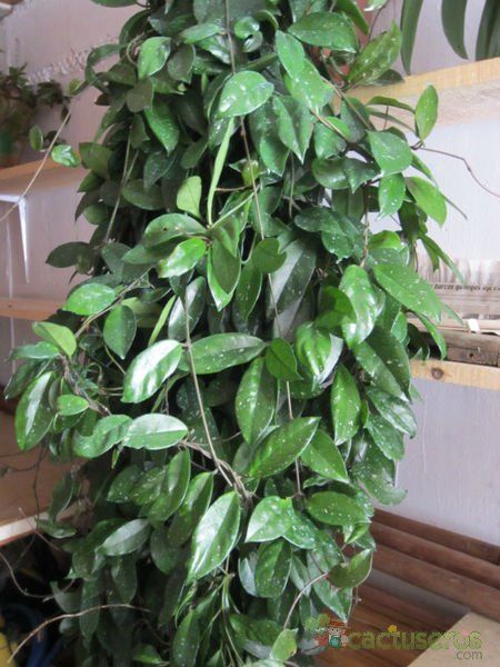 A photo of Hoya carnosa var. carnosa