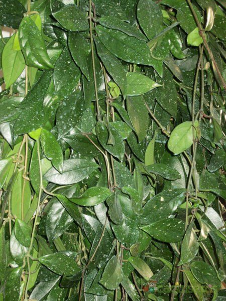 A photo of Hoya carnosa var. carnosa